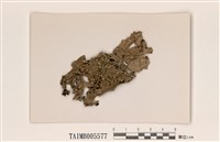 藏品(雞冠裸緣梅衣)的圖片